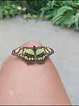 Vlindertuin🦋🙏🏼