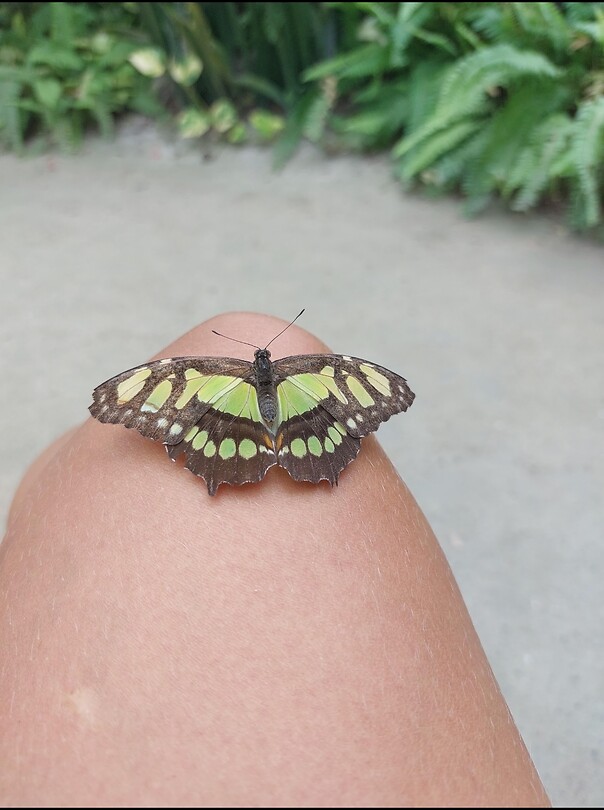 Vlindertuin🦋🙏🏼