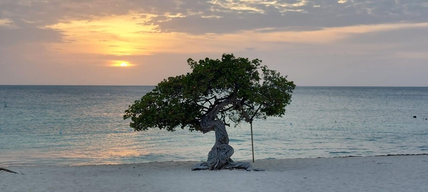 De divi tree