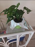 M'n groene vriend!