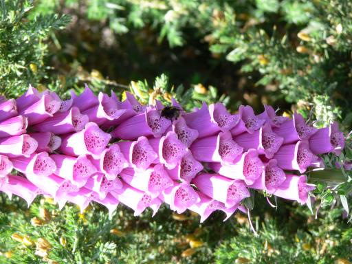 bloem