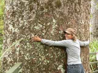 kauri boom