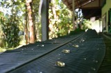 bananaleaf_01