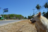 cow_01