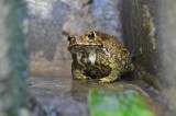 toad_01