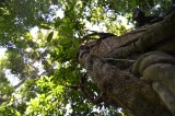 tree_01