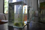 fish_01