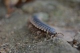 centipede_01