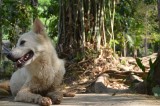 khao_04