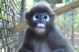 langur_01