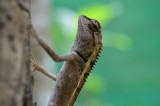 lizzard_01