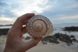 spiralshell