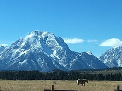 Wilde paarden en uitzicht op bergtoppen