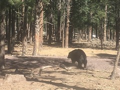 Zwarte beer gespot onderweg naar Bearizona