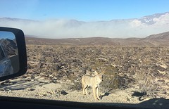 Coyote naast m'n auto