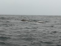 IMG_20180429_093442