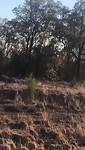 Kangoeroe