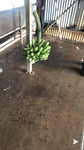 Bananentros
