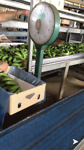 Bananen worden gewogen