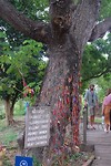 Papa bij de killing tree