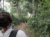 Chimps op het pad