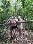 Chimpansees kijken