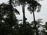 Zoek de chimpansee