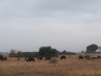 Buffelgroep