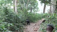 Chimpansees steken over