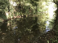 Bading in a stream