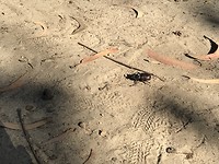 Rhinoceros Beetle/ Neushoornkever