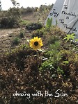 Dancing with The Sun