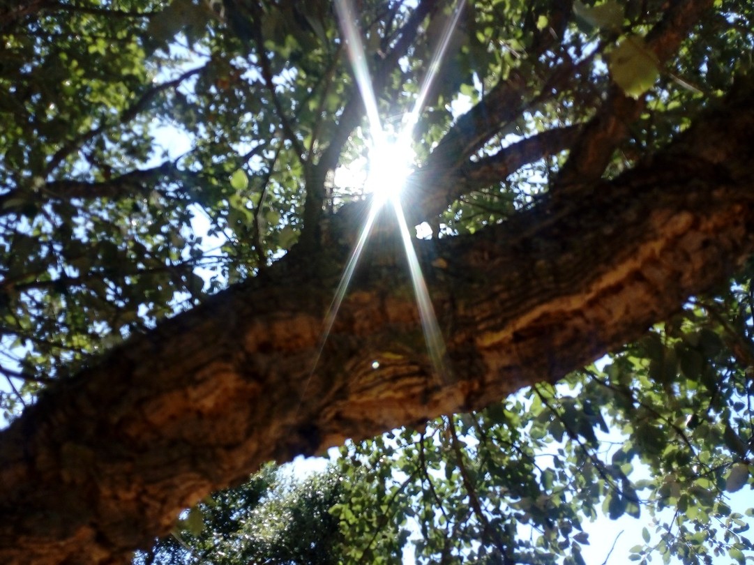 Almendres Cromlech