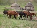 Wilde paarden