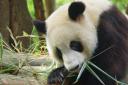 Grote Panda