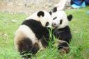 kleine grote panda´s aan het stoeien
