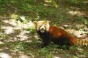 Rode Panda