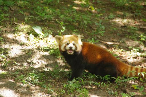Rode Panda