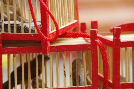 Vogels in kooitje