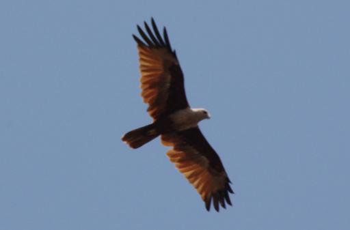 Vogel