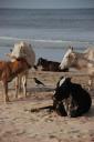 Ook koeien op het strand