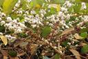 Koffie en bloemen aan boom