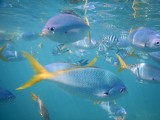 Snorkelen @ Whitsunday Islands
