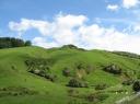Groen Coromandel