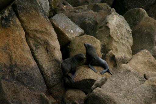 zeehonden