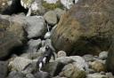 fiordland pinguins