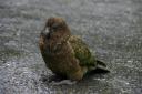 kea