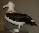 Konings albatros