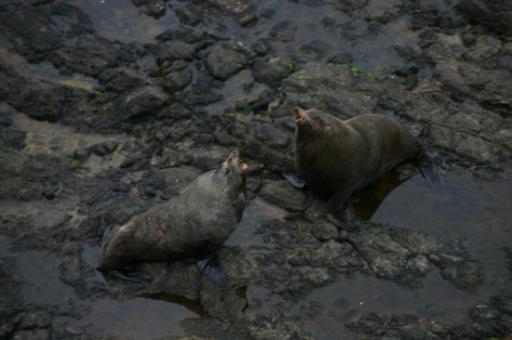ruziende zeehonden