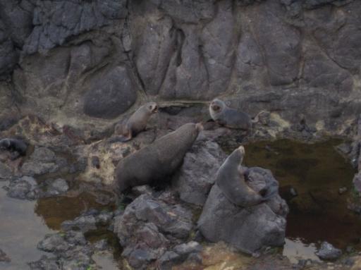 pels zeehonden